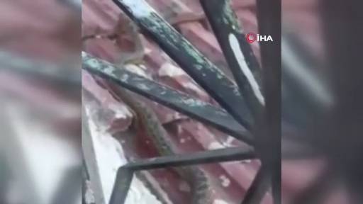 2 metrelik dev yılan panik yarattı! 2